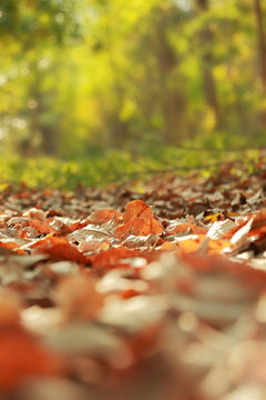Dry  leaves on the ground in a beautiful autumn forest , selecti