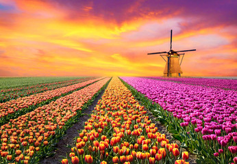 Naklejka premium A magical landscape with sunrise over tulip field in the Netherl