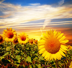 Obraz premium A magical landscape with sunflowers at sunrise against the sky (