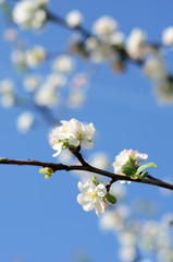 Apple blossoms against the sky on a sunny day in spring