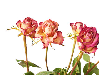 Dried pink roses over the white background