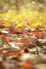 Selective focus and very shallow depth of field composition of d