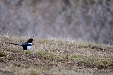 Southwest USA Beautiful Black-billed Magpies are black and white blue-green in the wing and tail. Mostly black with a white patch in the outer wing and two white stripes
