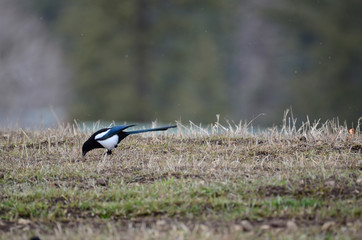 Southwest USA Beautiful Black-billed Magpies are black and white blue-green in the wing and tail. Mostly black with a white patch in the outer wing and two white stripes
