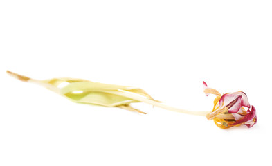 Dried pink tulip flower over white background