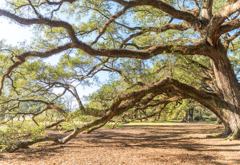 Oak Alley Plantation Tree Branches, Louisiana