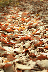 Selective focus and very shallow depth of field composition of d