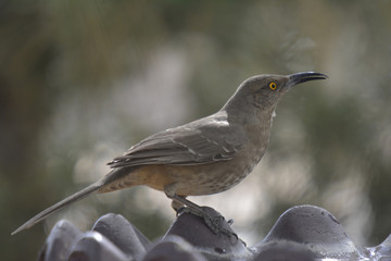 
Southwest USA Beautiful Curve-billed Thrasher Bright yellow orange eyes, Faint spots on chest and belly, Long curved bill. Dull grayish brown all over. Desert bird, it is a non-migratory species