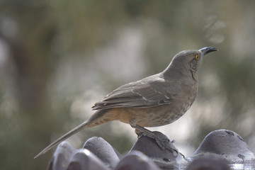 Southwest USA Beautiful Curve-billed Thrasher Bright yellow orange eyes, spots on chest and belly, Desert bird, it is a non-migratory species.