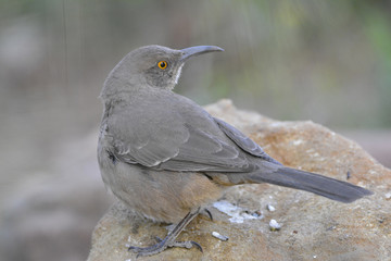 Southwest USA Beautiful Curve-billed Thrasher Bright yellow orange eyes, spots on chest and belly, Desert bird, it is a non-migratory species.