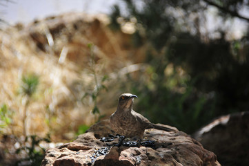 Southwest USA Beautiful Curve-billed Thrasher Bright yellow orange eyes, spots on chest and belly, Desert bird, it is a non-migratory species.