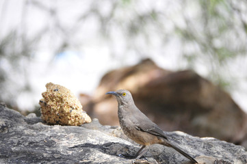 Southwest USA Beautiful Curve-billed Thrasher Bright yellow orange eyes, spots on chest and belly, Desert bird, it is a non-migratory species.

