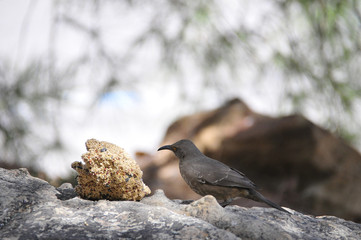 Southwest USA Beautiful Curve-billed Thrasher Bright yellow orange eyes, spots on chest and belly, Desert bird, it is a non-migratory species.
