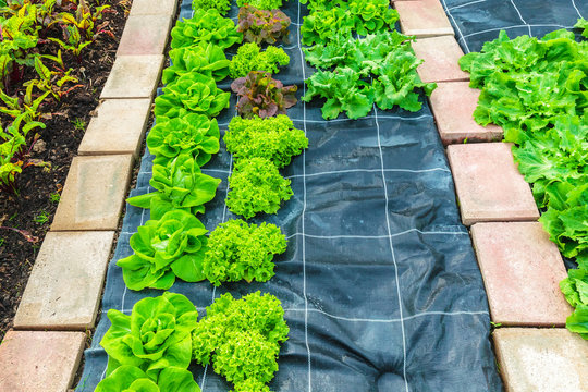 Rows of lettuce growing on an allotment garden