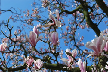 Magnolia - drzewo - obrazy, fototapety, plakaty
