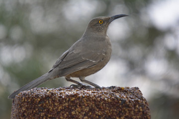 Southwest USA Beautiful Curve-billed Thrasher Bright yellow orange eyes, spots on chest and belly, Desert bird, it is a non-migratory species.
