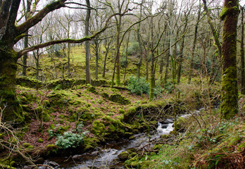 Forest stream in green