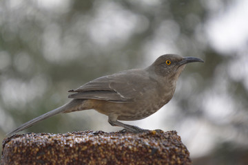 Southwest USA Beautiful Curve-billed Thrasher Bright yellow orange eyes, spots on chest and belly, Desert bird, it is a non-migratory species.
