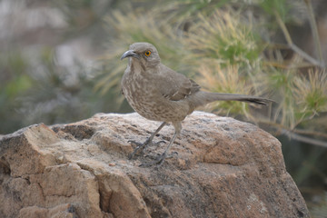 Southwest USA Beautiful Curve-billed Thrasher Bright yellow orange eyes, spots on chest and belly, Desert bird, it is a non-migratory species.

