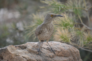 Southwest USA Beautiful Curve-billed Thrasher Bright yellow orange eyes, spots on chest and belly, Desert bird, it is a non-migratory species.

