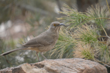 Southwest USA Beautiful Curve-billed Thrasher Bright yellow orange eyes, spots on chest and belly, Desert bird, it is a non-migratory species.

