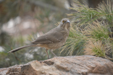 Southwest USA Beautiful Curve-billed Thrasher Bright yellow orange eyes, spots on chest and belly, Desert bird, it is a non-migratory species.

