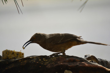 Southwest USA Beautiful Curve-billed Thrasher Bright yellow orange eyes, spots on chest and belly, Desert bird, it is a non-migratory species.

