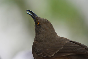 Southwest USA Beautiful Curve-billed Thrasher Bright yellow orange eyes, spots on chest and belly, Desert bird, it is a non-migratory species.
