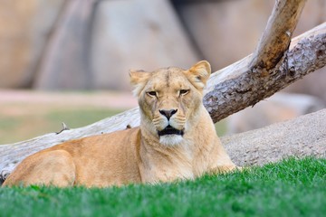 Obraz na płótnie Canvas Lioness lying on green grass