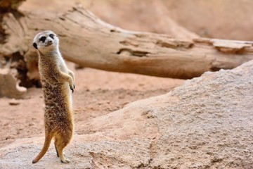 Suricate standing on rock