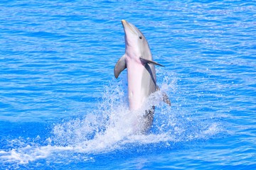Fototapeta premium Dolphin in bright blue water