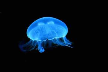 Naklejka premium Illuminated blue jellyfish