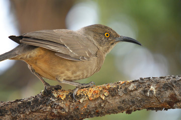 Southwest USA Beautiful Curve-billed Thrasher Bright yellow orange eyes, spots on chest and belly, Desert bird, it is a non-migratory species.
