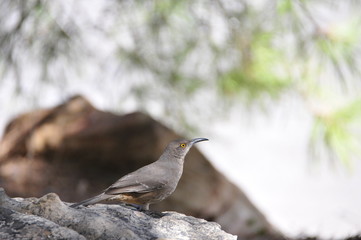 Southwest USA Beautiful Curve-billed Thrasher Bright yellow orange eyes, spots on chest and belly, Desert bird, it is a non-migratory species.
