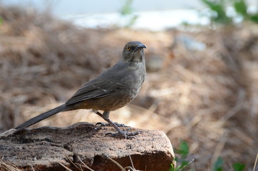 Southwest USA Beautiful Curve-billed Thrasher Bright yellow orange eyes, spots on chest and belly, Desert bird, it is a non-migratory species.
