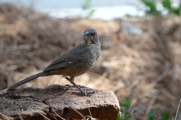 Southwest USA Beautiful Curve-billed Thrasher Bright yellow orange eyes, spots on chest and belly, Desert bird, it is a non-migratory species.
