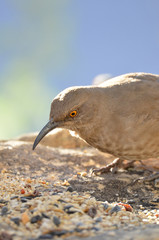 Southwest USA Beautiful Curve-billed Thrasher Bright yellow orange eyes, spots on chest and belly, Desert bird, it is a non-migratory species.
