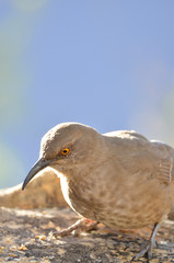 Southwest USA Beautiful Curve-billed Thrasher Bright yellow orange eyes, spots on chest and belly, Desert bird, it is a non-migratory species.
