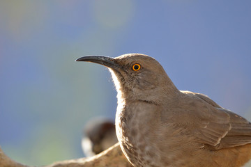 Southwest USA Beautiful Curve-billed Thrasher Bright yellow orange eyes, spots on chest and belly, Desert bird, it is a non-migratory species.
