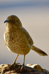 Southwest USA Beautiful Curve-billed Thrasher Bright yellow orange eyes, spots on chest and belly, Desert bird, it is a non-migratory species.
