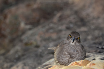 Southwest USA Beautiful Curve-billed Thrasher Bright yellow orange eyes, spots on chest and belly, Desert bird, it is a non-migratory species.
