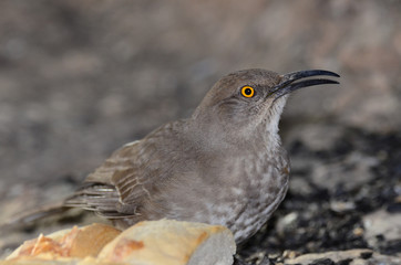 Southwest USA Beautiful Curve-billed Thrasher Bright yellow orange eyes, spots on chest and belly, Desert bird, it is a non-migratory species.
