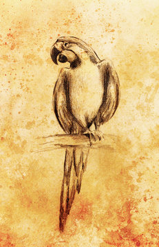  Pencil deawing parrot on old paper, vintage paper and old structure.