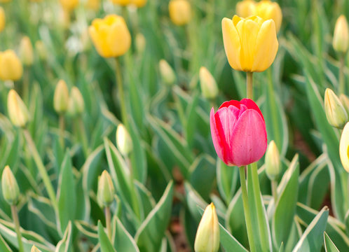 Tulips flowers