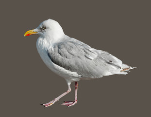 Bird seagull on a colored background.