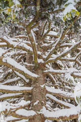 Inside the winter, fully covered with snow, fir tree with its trunk and numerous branches.