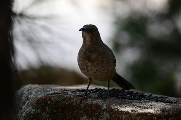 
Southwest USA Beautiful Curve-billed Thrasher Bright yellow orange eyes, Faint spots on chest and belly, Long curved bill. Dull grayish brown all over. Desert bird, it is a non-migratory species