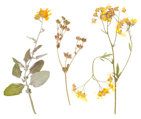 Set of wild dry pressed flowers and leaves