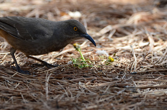 
Southwest USA Beautiful Curve-billed Thrasher Bright Yellow Orange Eyes, Faint Spots On Chest And Belly, Long Curved Bill. Dull Grayish Brown All Over. Desert Bird, It Is A Non-migratory Species