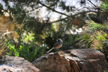 Southwest USA Beautiful Dark-eyed Junco  is a medium-sized sparrow with a rounded head a short, stout bill and a fairly long, conspicuous tail.